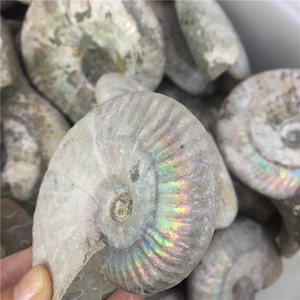 Bán Buôn Tự Nhiên Đầy Màu Sắc Ốc Xà Cừ Hóa Thạch Ammonite Hóa Thạch Cho Trang Trí Nội Thất - Product Image 1