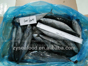 Atún congelado de pescado congelado bonito( atún barrilete) - Product Image 1