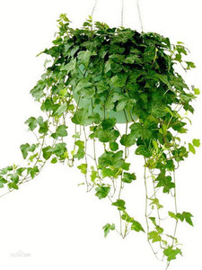 Sarmaşık yaprağı özü/Hedera helix özü/yüksek kaliteli Hederacoside C - Product Image 4