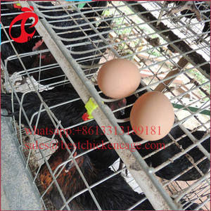 Cages de batterie de petites taille pour batterie de volaille,, prix le plus bas, convient aux animaux marins de poulet, de haute qualité - Product Image 2