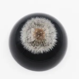 Real Dandelion Paperweight with Black Bottom Dome 86mm