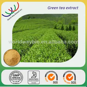 Alibaba китай поставщиком бесплатный образец оптовая продажа полифенолы зеленого чая 100% чистый зеленый чай потери веса