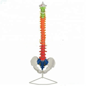Instructional spine model with basin for <span class=keywords><strong>the</strong></span> medicine teaching - Product Image 1