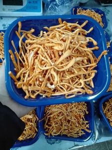 Harga Ekspor Jamur Segar <span class=keywords><strong>Cordyceps</strong></span> Militaris - Product Image 5