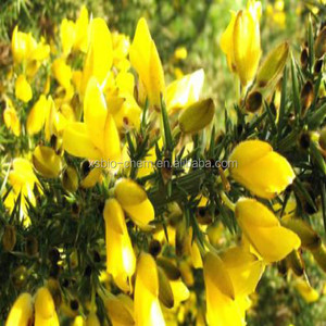Extracto de Genisteína Xin Sheng de Alta Calidad, Grado Alimenticio Kosher GMP, <span class=keywords><strong>Genista</strong></span> Tinctoria, Probado por HPLC, 98% 80 Mesh, Extraído por Solvente - Product Image 6