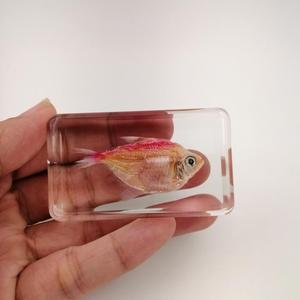 Échantillon de poisson rouge conservé Gephyrocharax Melanocheir enrobé dans un bloc de résine, équipement éducatif biologique, 60*35*18mm - Product Image 5