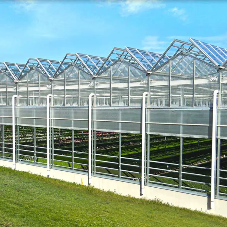 Multi-span Agricultural Greenhouses Tropical Solar Hydroponic Greenhouse Flower Vegetable Growing Stable Structure Glass