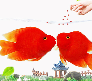 <span class=keywords><strong>Hikari</strong></span> Goldfish fibra bebé alimentos pellets flotantes 100g especialista Comida para peces - Product Image 4