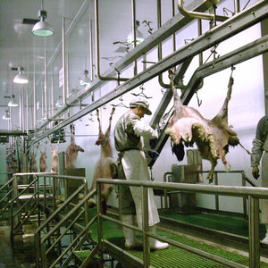 Hoàn chỉnh Gia Súc Cừu Dê Slaughterhouse Butcher Thiết Bị cho Thịt Nhà Máy Chế Biến - Product Image 4