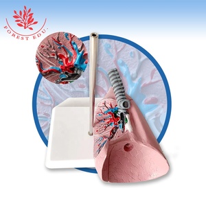 Modèle anatomique <span class=keywords><strong>de</strong></span> poumon humain Taille réelle <span class=keywords><strong>La</strong></span> coupure normale du poumon droit montre les bronches, les artères, les veines et deux ganglions lymphatiques - Product Image 5