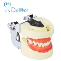Professional Dental Standard Baby Tooth Model