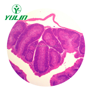 Leber histologie vorbereitet objektträger mit CE zertifikat - Product Image 2