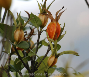 Frutti di Gardenia di Alta Qualità Zhi Zi, Grandi Frutti Naturali Essiccati di Gelsomino Capense, Gardenia Jasminoides Ellis in Vendita - Product Image 3