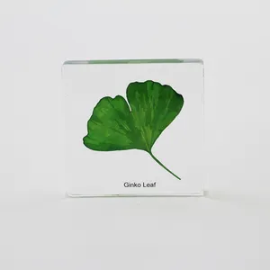 Botanic Ginko Leaf ฝังอยู่ในพลาสติกใสที่ทับกระดาษ