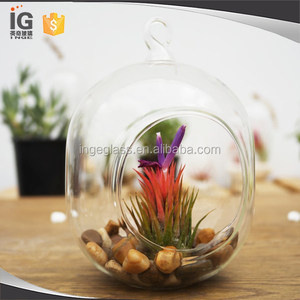 Cápsula de Vidrio para Plantas/Terrario en Venta - Product Image 1