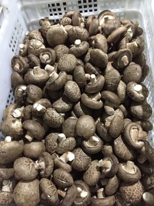 Detan shiitake frescos precios de mercado de setas - Product Image 4