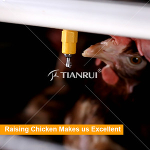 Tianrui Volaille De Ferme De Poulet Prix de L'équipement pour Couche/Chair/Poulette/Éleveur - Product Image 6