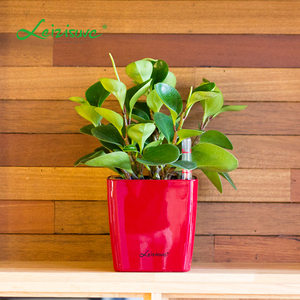 Vente en gros <span class=keywords><strong>de</strong></span> pots <span class=keywords><strong>de</strong></span> fleurs miniatures modernes pour plantes succulentes, pots <span class=keywords><strong>de</strong></span> fleurs <span class=keywords><strong>de</strong></span> bureau, pots <span class=keywords><strong>de</strong></span> fleurs auto-arrosants en plastique bon marché pour l'intérieur - Product Image 3