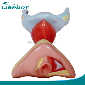 Órganos <span class=keywords><strong>Genitales</strong></span> <span class=keywords><strong>Internos</strong></span> y Externos Femeninos, Modelo Anatómico de <span class=keywords><strong>Genitales</strong></span> - Product Image 1