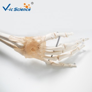 Medical Science <strong>Full</strong> Size 180cm Human Skeleton Model With Muscles and Ligaments Life Size Skeleton - Product Image 6