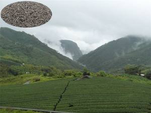 Té Verde chino 9367 Mali, the vert de chine personnalis - Product Image 3