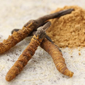Cordyceps sinensis תמצית אבקת עם אישור gmp - Product Image 2