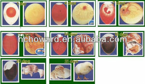 HHD Lồng Ấp Cimuka Cá Ấp Trứng Thiết Bị Các Trại Giống Quả Trứng Trong Algiers Giá YZITE-12 - Product Image 6