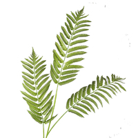 Meilleur prix en plein air et intérieur décoratif arbre Fougère artificielle Plantes
