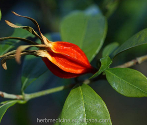 Frutti di Gardenia di Alta Qualità Zhi Zi, Grandi Frutti Naturali Essiccati di Gelsomino Capense, Gardenia Jasminoides Ellis in Vendita - Product Image 2