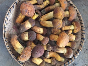 Detan salvaje <span class=keywords><strong>boletus</strong></span> setas por mayor precios - Product Image 3