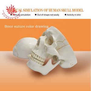 Sutura ósea de estructura médica, modelo de <span class=keywords><strong>cráneo</strong></span> anatómico humano mostrado - Product Image 6