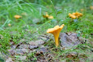 Detan Frais Chanterelles Champignons Sauvages <span class=keywords><strong>Prix</strong></span> - Product Image 3