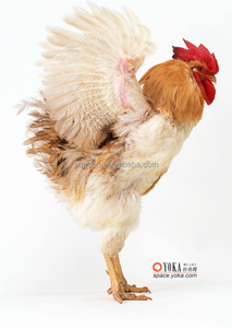 Grado di alimentazione glucosio ossidasi enzima oxidoreducasi rimozione della muffa per enzimi additivi per mangimi animali - Product Image 3