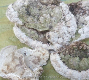 <span class=keywords><strong>Champignons</strong></span> Fomitopsis ulmaria séchés crus utilisation de thé naturel <span class=keywords><strong>champignons</strong></span> Fomitopsis ulmaria à vendre - Product Image 6