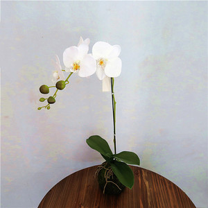 Flor de Margarita de seda orquídea para decoración de interiores, 2019 - Product Image 5