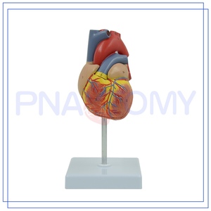PNT-0400 Venta Caliente y Alta Calidad: Modelo de Corazón Humano para Hospital - Product Image 2