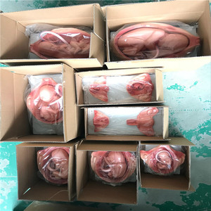 Modelo de Anatomía Femenina ADA-A1114 para Ciencias Médicas, Modelo Anatómico para el Desarrollo del Embarazo, Entrenamiento para la Escuela de Medicina - Product Image 2