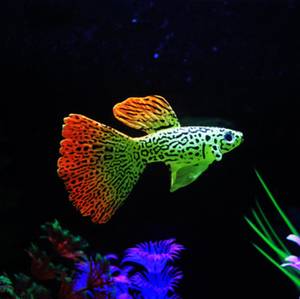 Kunstmatige Drijvende Zwemmen Aquarium Plastic Vis