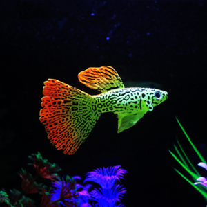 Artificial Floating Swimming Aquarium Plastic Fish