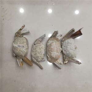 Wholesale Natural <strong>Crab</strong> <strong>Fossils</strong> Rough Mineral Stone Crystal Specimen - Product Image 3