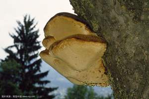 Hongo <span class=keywords><strong>Chaga</strong></span>; Inonotus Obliquus; Nutritivo Betula Platyphylla - Product Image 4
