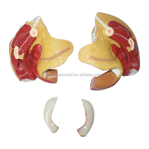 Model Alat Kelamin Pria Internal dan Eksternal Tingkat Lanjut - Product Image 2