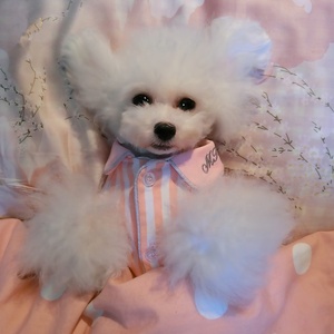 Heyri Piaraan 2022 Piyama Anjing Piaraan Penjualan Laris Di Korea Eropa Amerika Harian Tidur Lembut Katun Nyaman Pakaian Piama Anjing Piaraan - Product Image 5