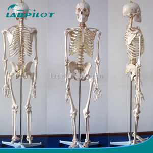 Antomy-modelo <span class=keywords><strong>de</strong></span> esqueleto <span class=keywords><strong>de</strong></span> plástico, 180cm <span class=keywords><strong>de</strong></span> altura, para enseñanza médica - Product Image 3