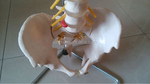 Modelo de Columna Vertebral de Plástico de Tamaño Natural con Pelvis - Product Image 6