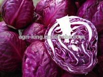 Xuất Khẩu Tươi Đỏ Trẻ Tím Bắp Cải Từ Trung Quốc - Product Image 5