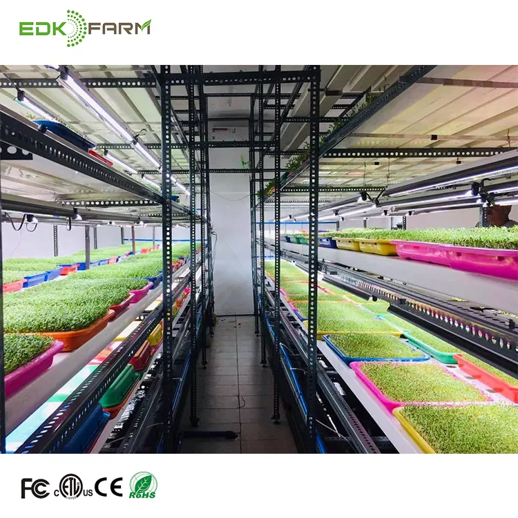 Luces LED de espectro completo ETL EDK, iluminación de 48, 80, 300 y 600 W para cultivo de plantas, fábrica y Agricultura de ciudad