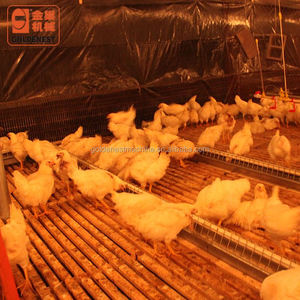 Buena calidad gallinero de pollo agricultura sistema de alimentación para pollos de engorde criador <span class=keywords><strong>gallinas</strong></span> - Product Image 6