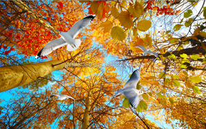 FZ020 quảng châu ihouse Sky cảnh <span class=keywords><strong>3d</strong></span> bức tranh tường cho trang trí trần nhà - Product Image 4