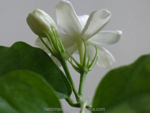 Fleurs <span class=keywords><strong>de</strong></span> <span class=keywords><strong>jasmin</strong></span> arabe blanches, séchées, ample, <span class=keywords><strong>fleur</strong></span>, bandac, pour floraison <span class=keywords><strong>de</strong></span> thé, g - Product Image 5